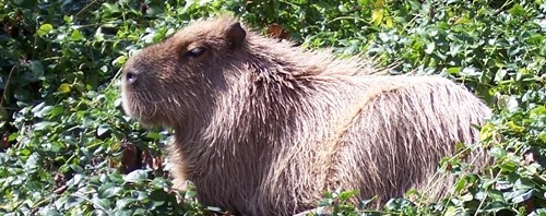 Capybaror