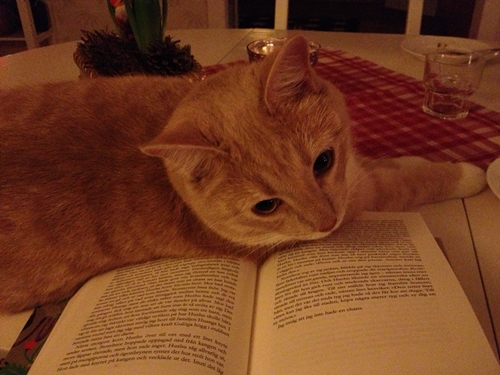 Katt och bok