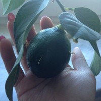 Juli - citrusen frodas