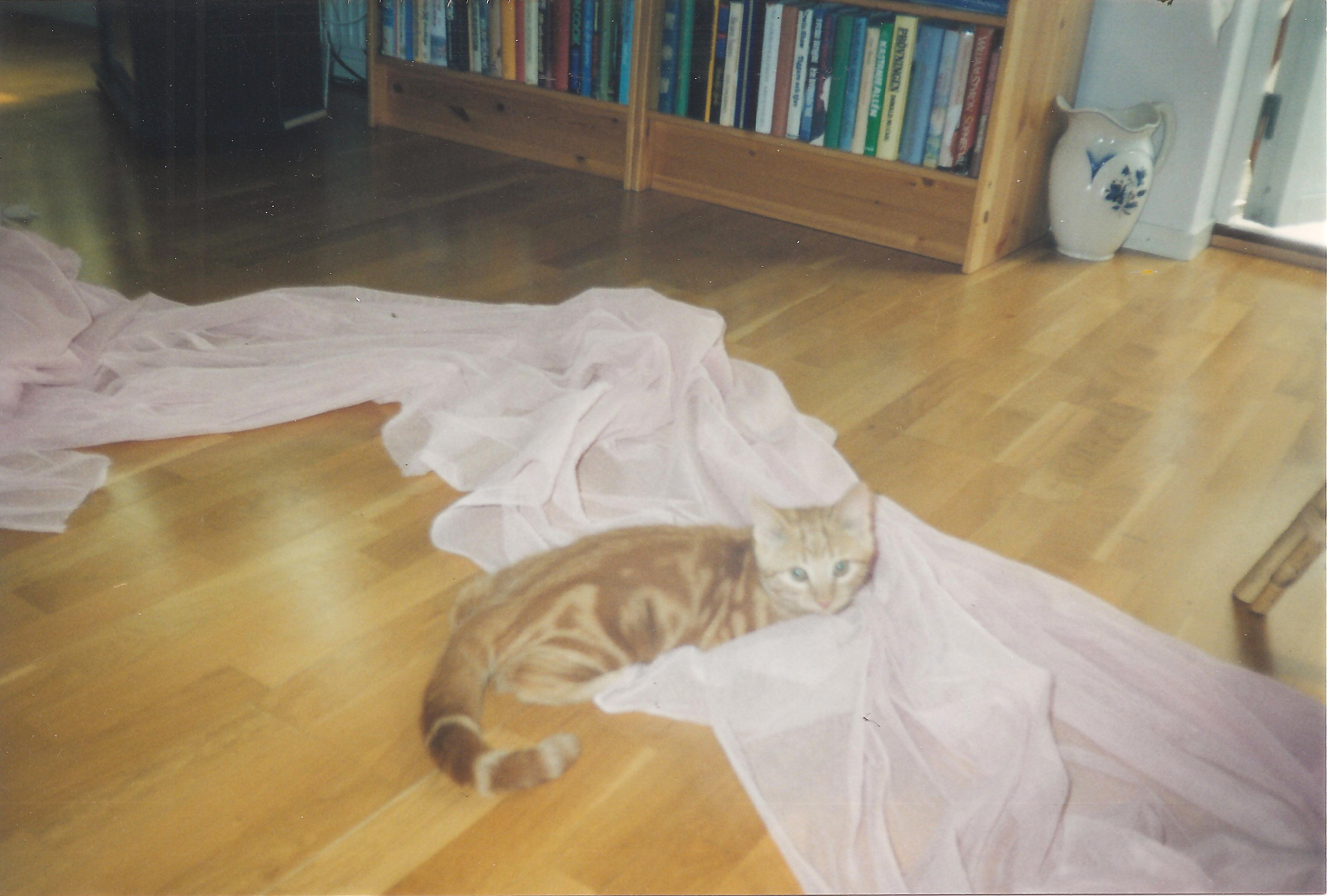 Katt <3 <3 <3 <3 <3