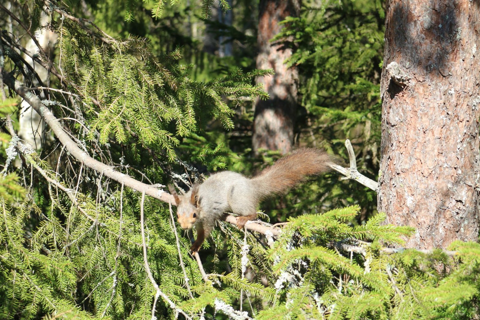 5 böcker med naturen i en huvudroll