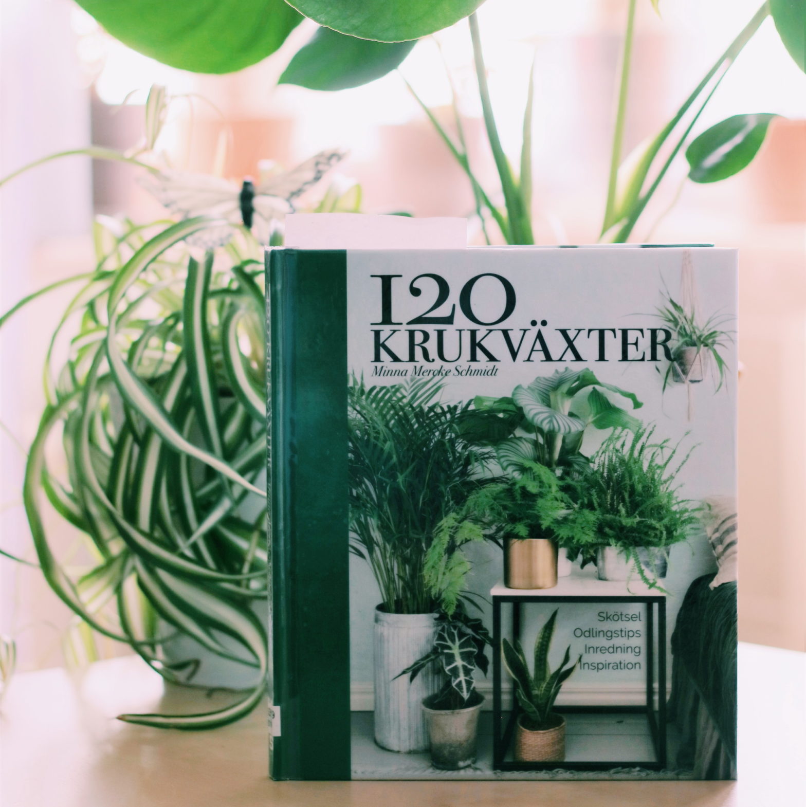 120 krukväxter av Minna Mercke Schmidt