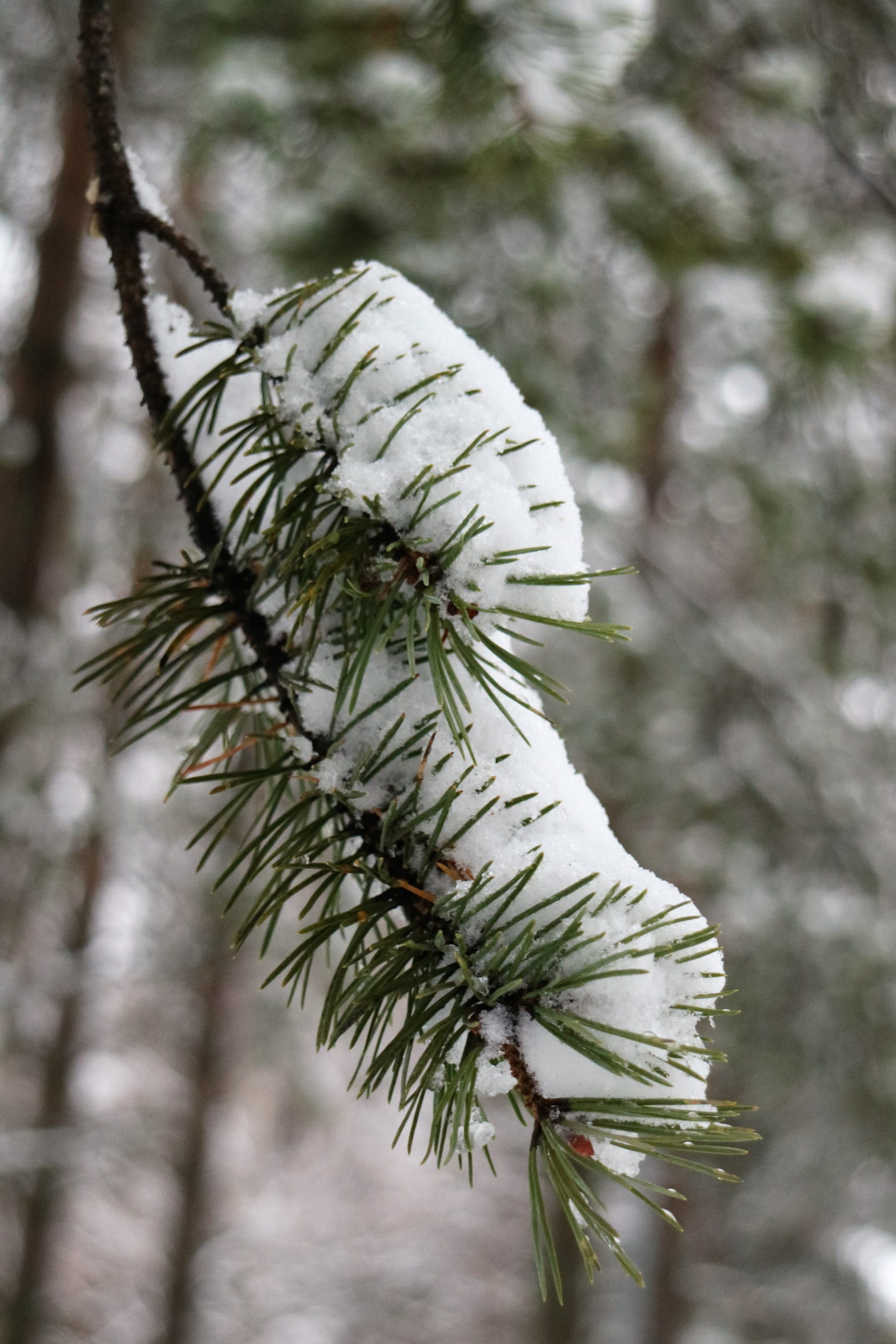 Snö i december