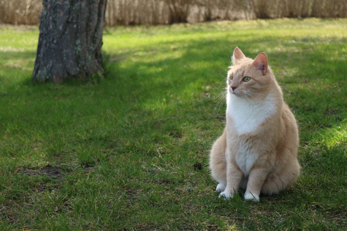 Katten Bosse