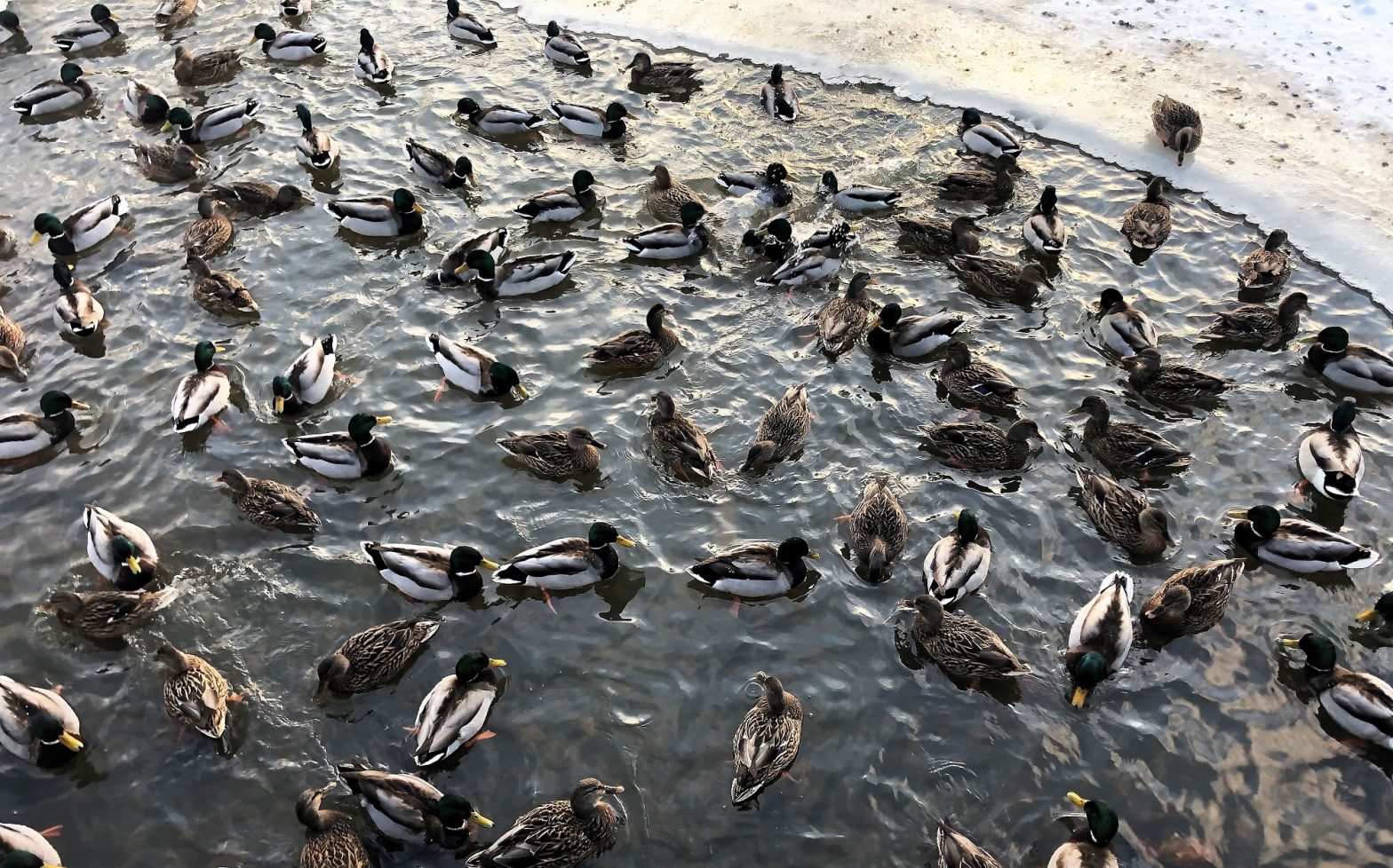 Gräsänder i dammen