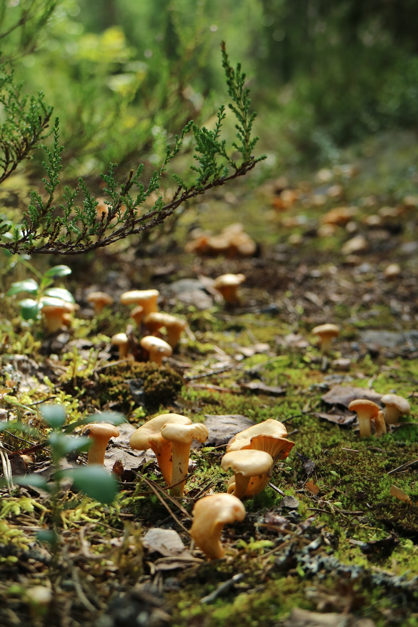 September med bladvändare