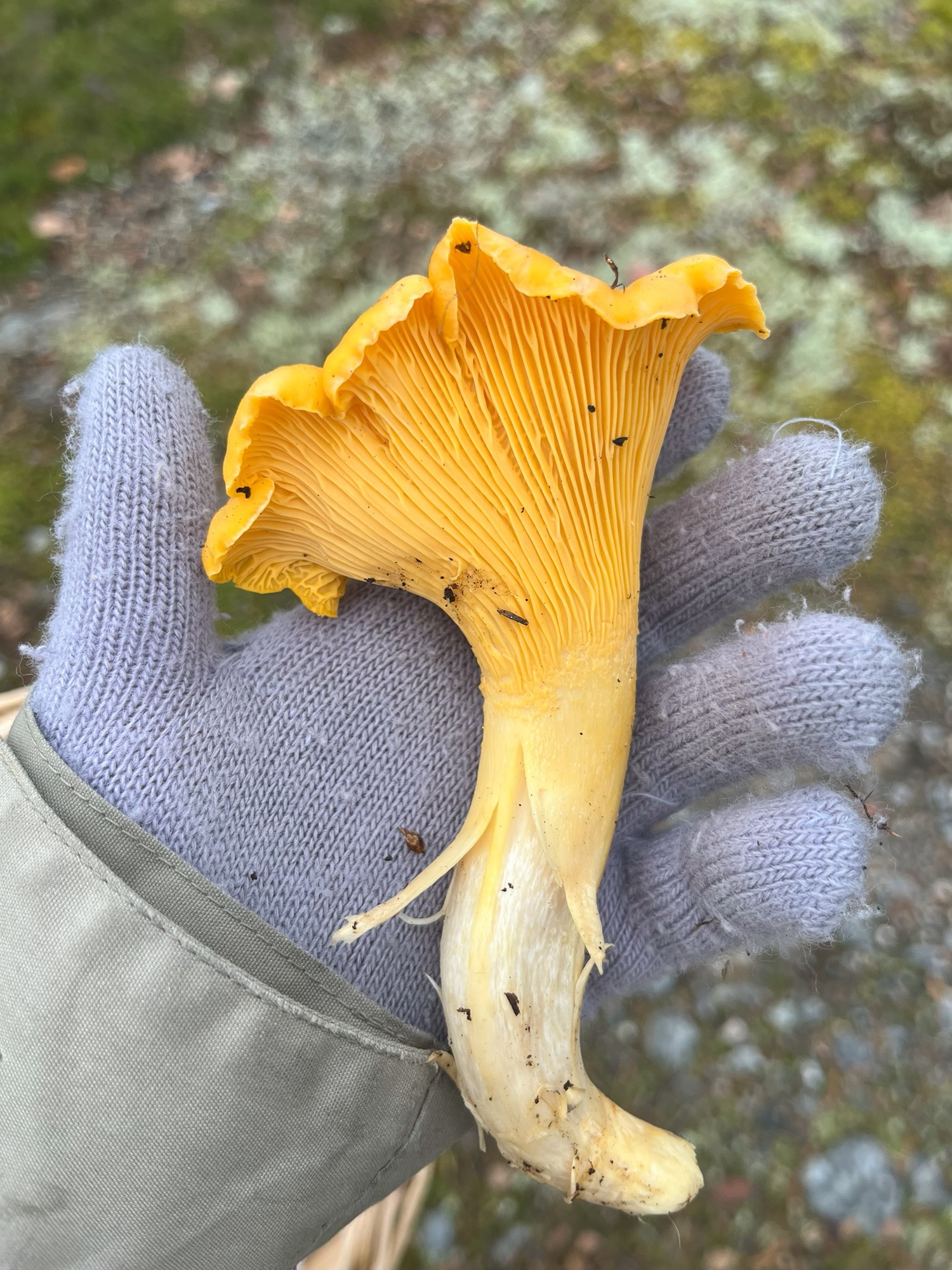 November med lugnare tempo